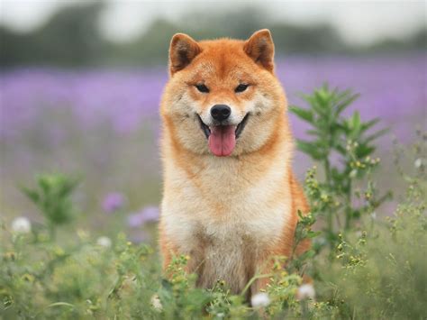 Shiba Inu Babette Dehart