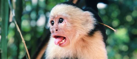 What Was The Name Of Ross S Monkey In Friends