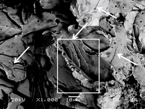 Exponent Sem Image Of Brittle Cleavage Fracture Morphology In Pup 1 Download Scientific Diagram