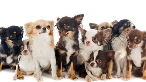 Chihuahua Mix Breeds List