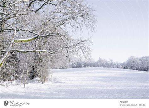 Branches hanging over a snowy field - a Royalty Free Stock Photo from ...