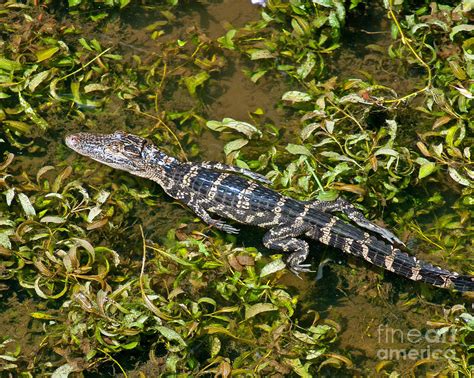 Baby Gator Photograph by Stephen Whalen - Pixels