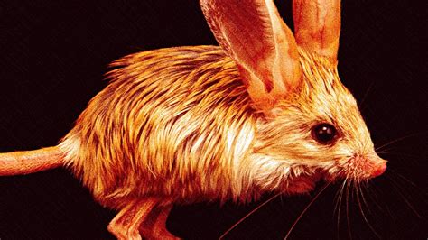 Jerboa: The Adorable Hopping Rodent of the Desert