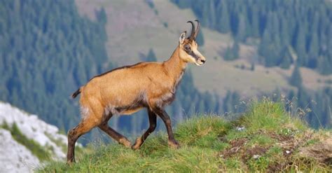 Chamois Animal Pictures | A-Z Animals