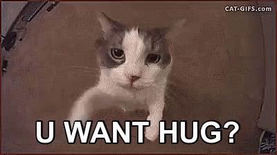 You Want A Hug Hug Your Cat Day Hug Cat Discover Share GIFs