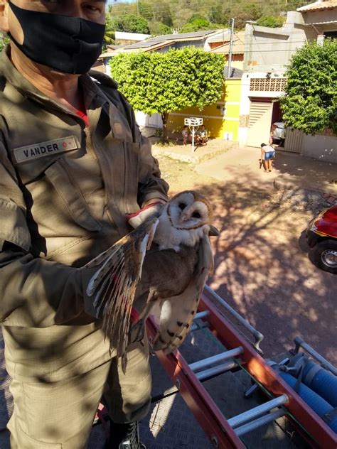 Coruja Fica Enroscada Em Linha De Pipa A Metros De Altura E