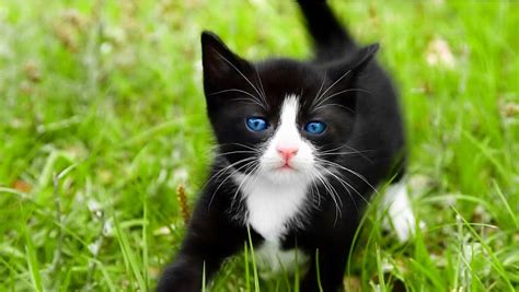 Descarga Gratis Gatos Negros Ojos Azules Fondo De Pantalla Hd Peakpx