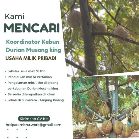 Lowongan Kerja Koorditaor Kebun Controller Kebun Di Durian Musang King