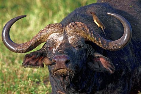 Cape Buffalo Portrait Photograph By Sally Weigand Pixels