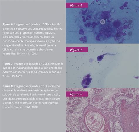Carcinoma De Células Escamosas Cutáneo En Caninos