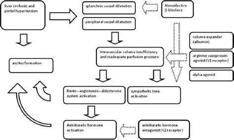 Pathophysiology Of Liver Cirrhosis