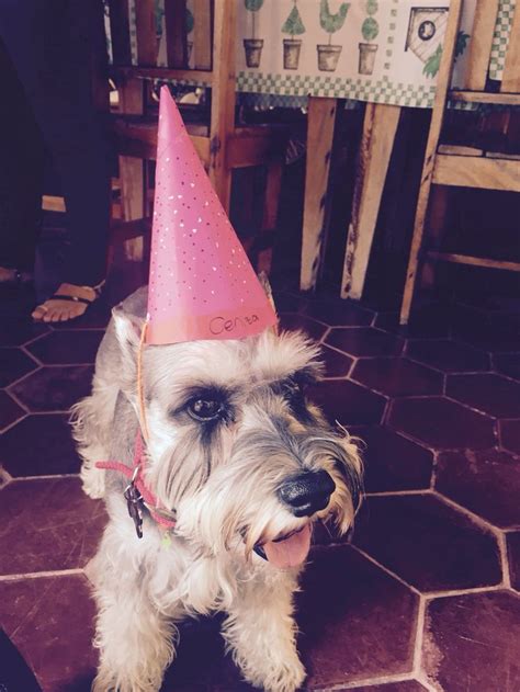 Schnauzer Party! | Birthday candles, Birthday, Schnauzer