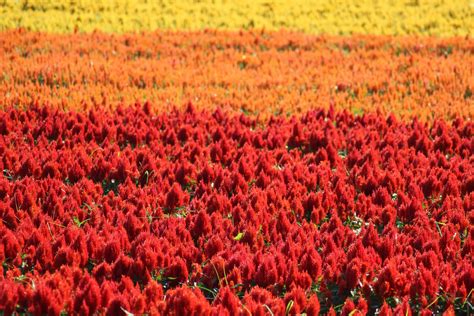 beautiful colorful flower fields 12251745 Stock Photo at Vecteezy