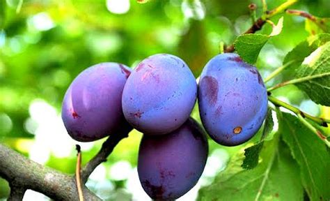 How To Propagate Plum Trees With Semi Hardwood Cuttings Ideas And