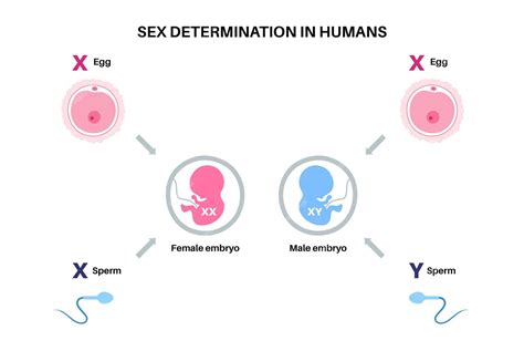 Premium Vector Sex Determination In Humans Male And Female Sperm And Eggs X And Y Chromosomes