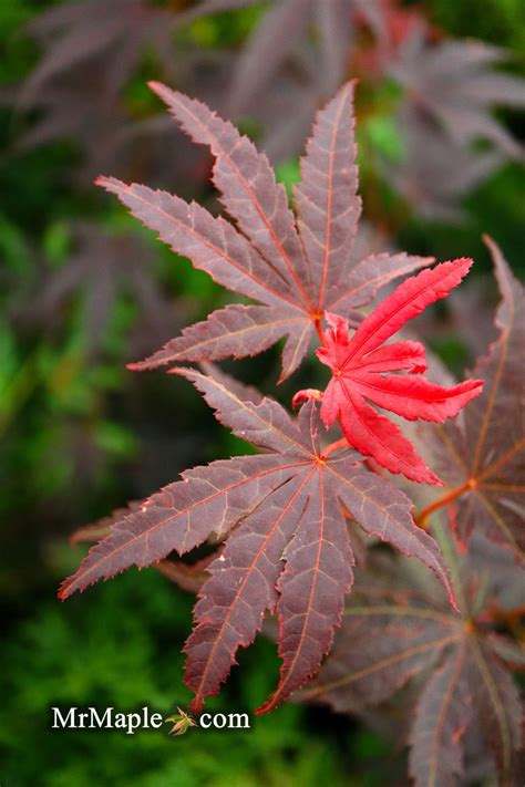 Buy Acer Palmatum Pixie Japanese Maple — Mr Maple │ Buy Japanese Maple Trees