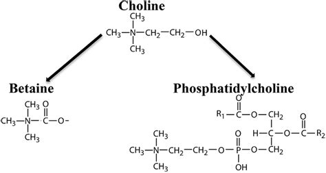 Biochemical Structures Of Choline Betaine And Phosphatidylcholine Download Scientific Diagram