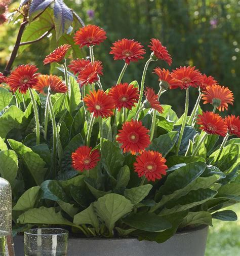 Gerbera hybrid Garden Jewels™ 'Red' Gerbera Daisy from Flowerwood ...