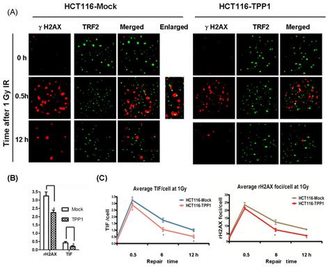 Tpp Overexpression Promotes Repair Of Dna Damage And Telomere