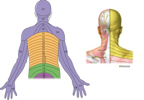 Dermatomes