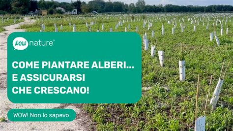 Come Piantare Gli Alberi E Assicurarsi Che Crescano WOWnature