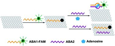 A Turn On Fluorescent Aptasensor For Adenosine Detection Based On Split