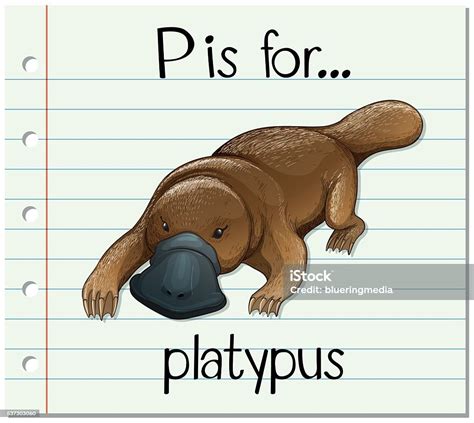 Flashcard Letter P Is For Platypus Stock Illustration Download Image