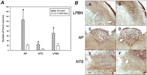 Brain Pattern Of Fos Ir In The Brainstem Nuclei After So A Average