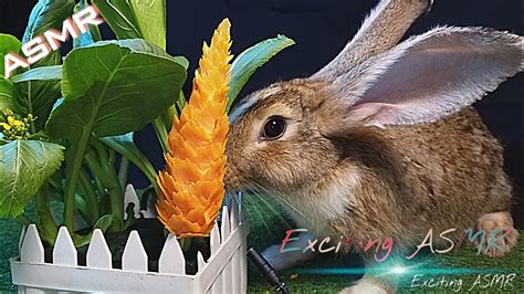 Mukbang Rabbit Eating Carrot Flowers Asmr Bunnies 당근 꽃을 먹는 먹방 토끼 Exciting Asmr Youtube