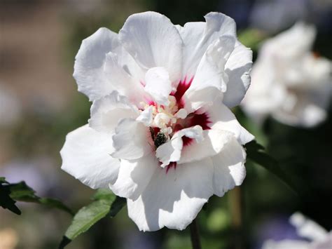 Garteneibisch Speciosus Hibiscus Syriacus Speciosus Baumschule