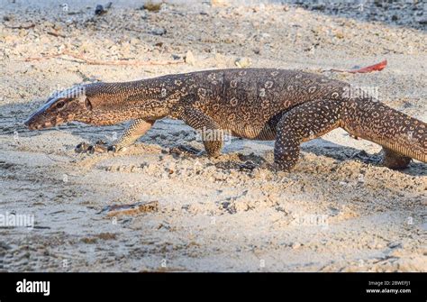 Asian Water Monitor Teeth Hi Res Stock Photography And Images Alamy