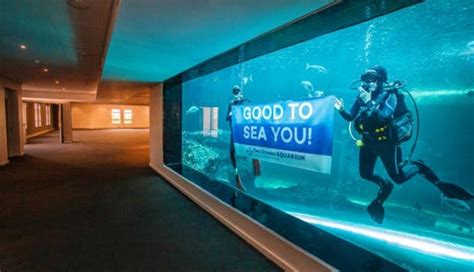 15 reasons to visit the Two Oceans Aquarium in Cape Town