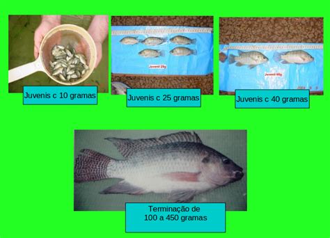 Ikhthys Piscicultura Ecol Gica Piscicultura Cria O Por Fases