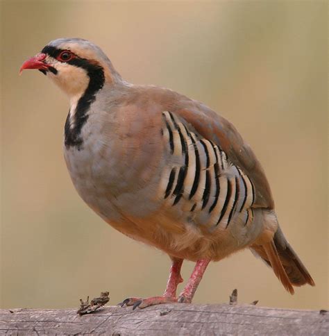 Partridge | Ground-dwelling, Grouse-like, Gamebird | Britannica