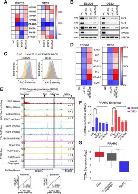 A Transcriptional Regulatory Loop Of Master Regulator Transcription