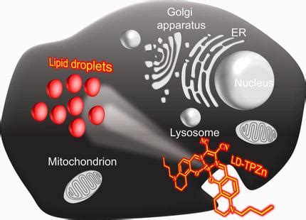 Precise Labeling And Tracking Of Lipid Droplets In Adipocytes Using A