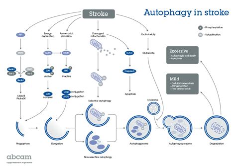 Pathway Stroke Iskemik