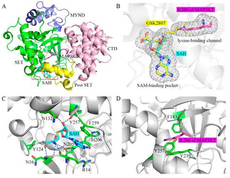 IJMS Free Full Text Mechanism Of The Conformational Change Of The