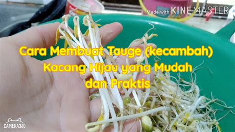 Cara Membuat Tauge Kecambah Kacang Hijau Yang Mudah Dan Praktis