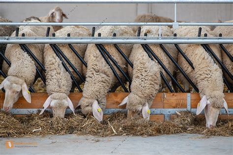 Schafe Ovis Aries Im Stall Bild Bestellen Naturbilder Bei Wildlife Media