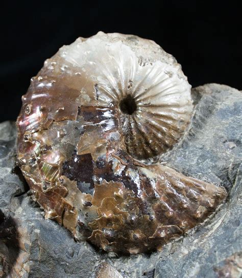 Fox Hills Ammonite Concretion Multiple Species For Sale 2064