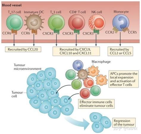 癌症微环境中的趋化因子及其与肿瘤免疫治疗的相关性 知乎