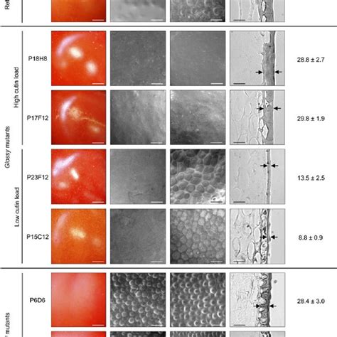 The Surface And Cuticle From The Wild Type Wt And Selected Glossy And