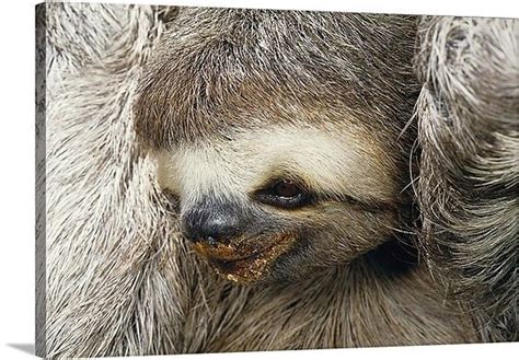 Three Toed Sloth Brazil Sloth Sloth Life Cute Sloth