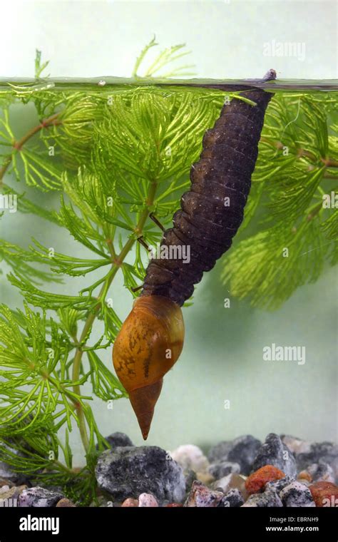 Black water beetle, Silver water beetle, Diving water beetle (Hydrous ...