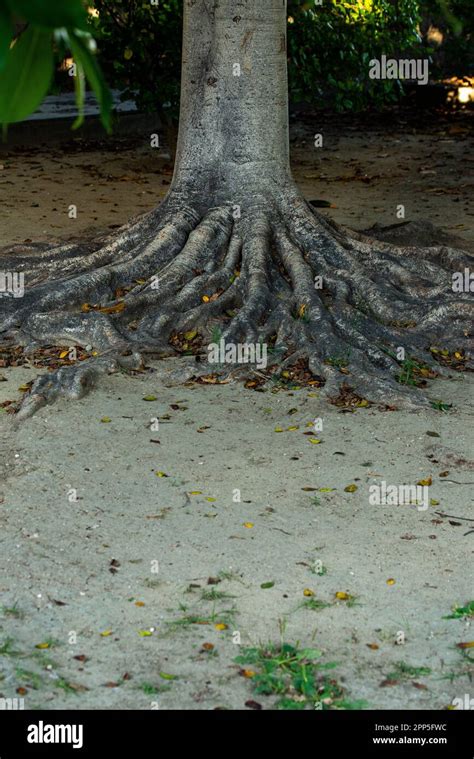 Esta Impresionante Fotograf A Captura La Majestuosidad De Un Rbol