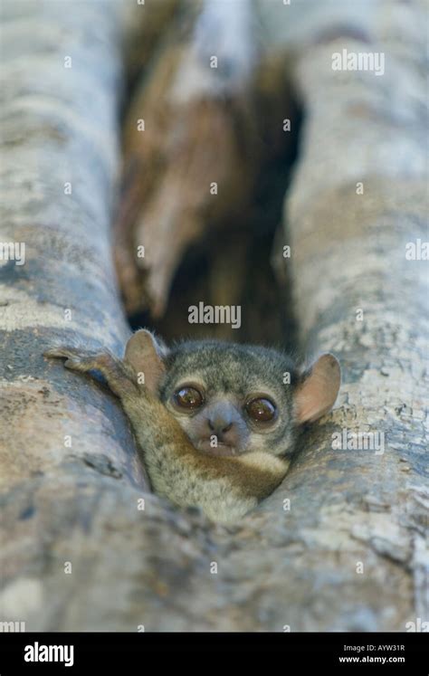 Milne Edwards Sportive Lemur Lepilemur Edwardsi Ankarafantsika