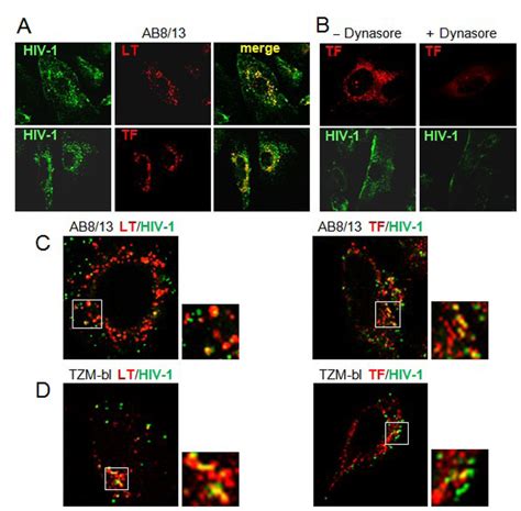 HIV 1 Enters Podocytes By A Dynamin Dependent Endocytosis A