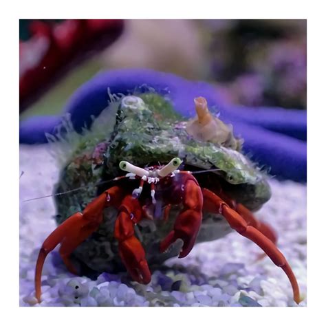 Paguristes Cadenati Rock Red Leg Hermit Crab