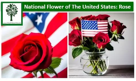 National Flower Of Usa Facts | Best Flower Site